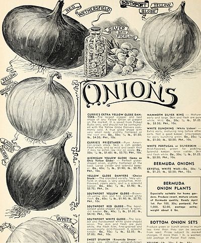 Image of onions from Currie's Garden Annual, 1941. Credit: Wikimedia Commons
